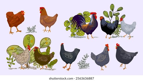 Hand drawing chicken, rooster, hen poultry farm animal collection element vector illustration. Sketch, hand drawn isolated on white background.