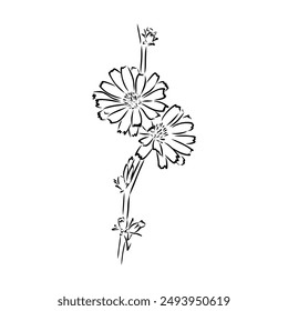 hand drawing of a chicory flower vector