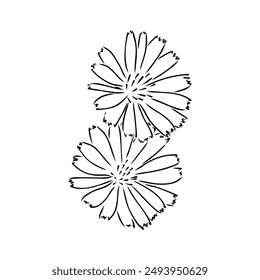 hand drawing of a chicory flower vector