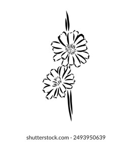 dibujo a mano de un Vector floral de achicoria