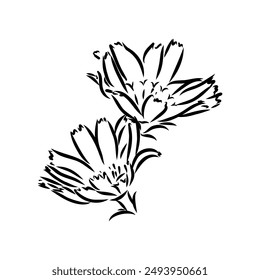 hand drawing of a chicory flower vector