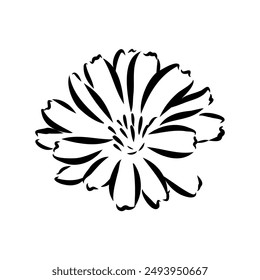 dibujo a mano de un Vector floral de achicoria