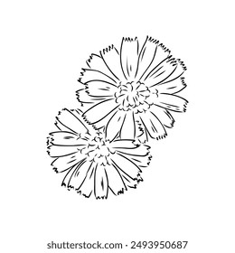 dibujo a mano de un Vector floral de achicoria