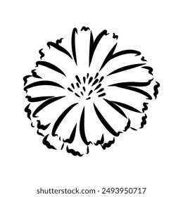 hand drawing of a chicory flower vector