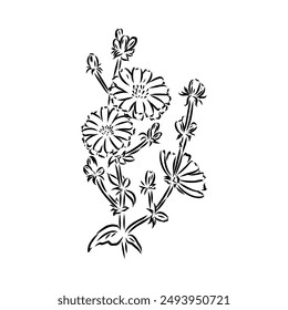 dibujo a mano de un Vector floral de achicoria