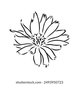 dibujo a mano de un Vector floral de achicoria