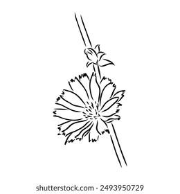 hand drawing of a chicory flower vector