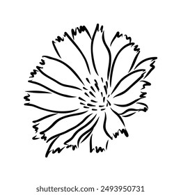 hand drawing of a chicory flower vector
