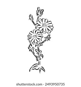 hand drawing of a chicory flower vector