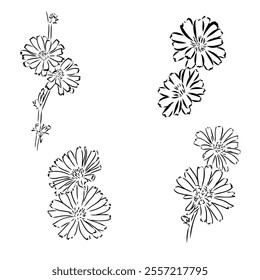 hand drawing of a chicory flower vector