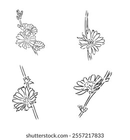hand drawing of a chicory flower vector