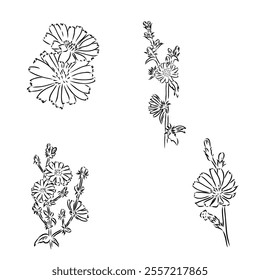 hand drawing of a chicory flower vector