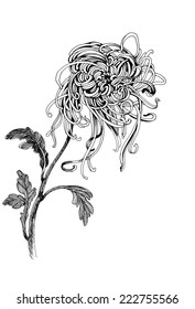 Hand drawing chrysanthemum flower vector illustration