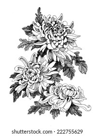 Hand Drawing Chrysanthemum Flower Vector Illustration