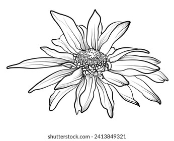 hand drawing of a chrysanthemum flower vector illustration