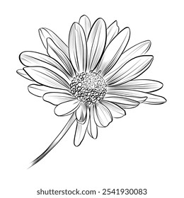 hand drawing of a chrysanthemum flower vector