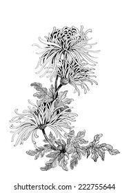 Hand drawing chrysanthemum flowers vector illustration