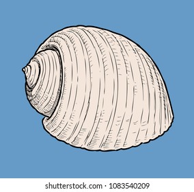 Hand drawing of a cockleshell
