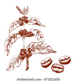 Hand drawing coffee branch with beans.