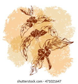 Hand drawing coffee plant.