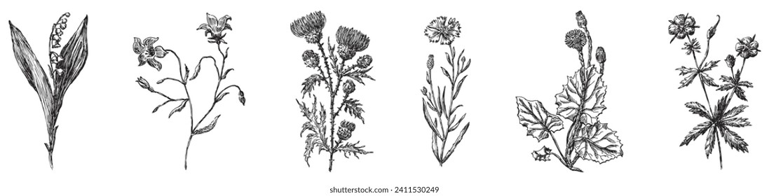 Hand drawing of collection different wildflowers lily of the valley, bell, thistle, carnation, cornflower, dandelion isolated on white vector illustration