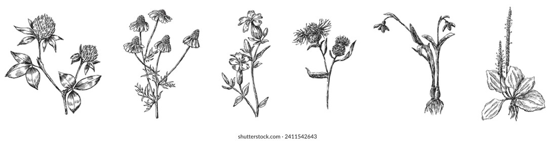 Hand drawing of collection different wildflowers plantain, snowdrop, clove, chamomile, cornflower, clover isolated on white vector illustration