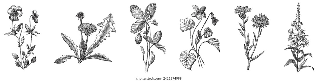 Hand drawing of collection different wildflowers pansy, violet, dandelion, strawberry, cornflower, fireweed isolated on white vector illustration