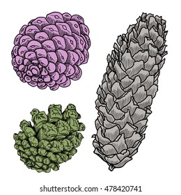 Hand drawing collection of pine cones. Forest vintage elements set of pine, spruce cones. Various color Male and female conifer cones of various trees cedars, firs, hemlocks, larches, pines, spruces.