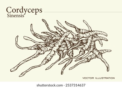 Hand drawing of Cordyces sinensis. CHONG CAO. DONG CHONG XIA CAO or cordyceps mushrooms. Vector illustration