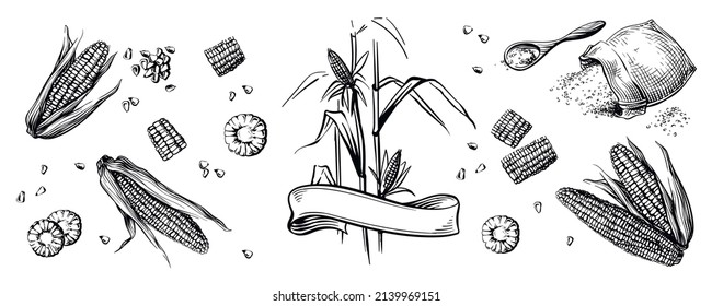 Hand drawing corn.Great for menus, packaging and stickers. Bag of corn grits. Groats on a wooden spoon. Corn plant and ribbon.