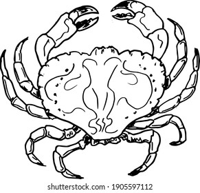 Hand drawing  crab . Vector illustration in  outline style