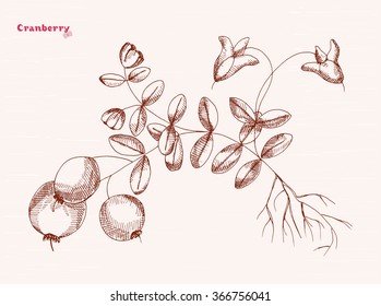 Hand drawing of a cranberry