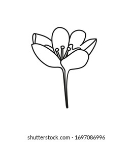 Dibujo a mano de una flor de Crocus sobre un fondo blanco. Contorno, blanco y negro, aislado.