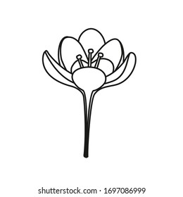 Hand drawing of a Crocus flower on a white background. Outline, black and white, isolated.