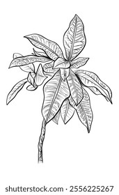 hand drawing of a croton plant vector