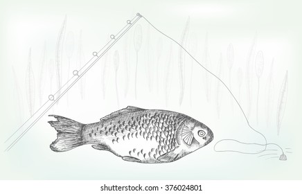 Hand drawing crucian, vector illustration