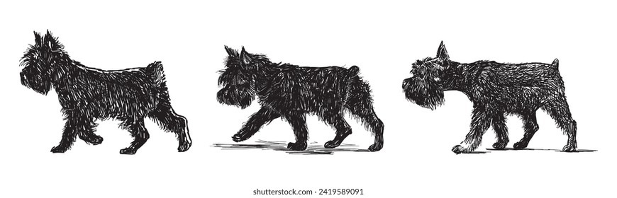 Hand drawing of cute black shaggy purebred terrier walking outdoor, vector illustration isolated on white