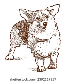 Hand drawing of cute corgi dog