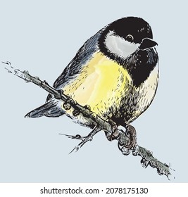 Hand drawing of cute fluffy titmouse bird on branch in winter