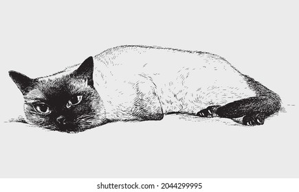 猫 眠い のイラスト素材 画像 ベクター画像 Shutterstock