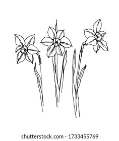 Hand drawing of daffodils. Vector illustration on a white background. 