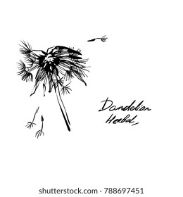 Hand drawing  dandelion herbal grass. Nifty footstalk silhouette. Vintage styling gentle element for natural cosmetic design. Flower botanic sketch.

