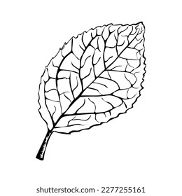 Hand drawing detailed leaf. Vector printed silhouette of leaf isolated on white background. Botanical design element. Vector illustration