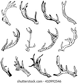 Hand drawing of different Deer horns