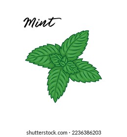 Hand drawing doodle herb mint illustration isolated on white background.