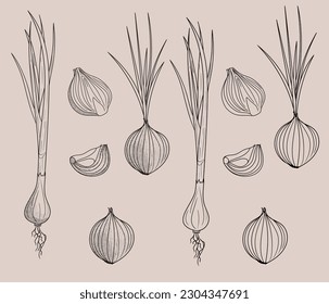 Hand drawing doodle onion. sliced. Vector graphic for menu, cutting, printing. Food vegetable set