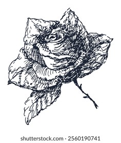 Hand drawing doodle of single rose flower, vector illustration isolated on white