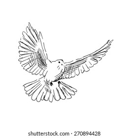 Hand Drawn Sketch Of Flying Doves Stock Illustration  Download Image Now   Dove  Bird Bird Drawing  Activity  iStock