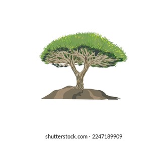 hand drawing of dragon blood tree. colors vector image