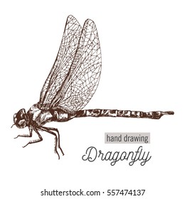 hand drawing dragonfly. One color vector